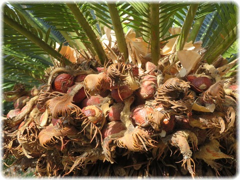 Cycas revoluta