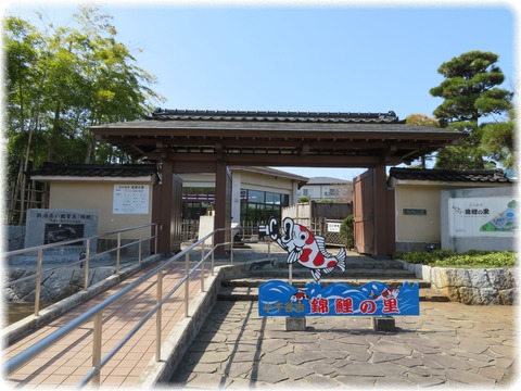 錦鯉の里