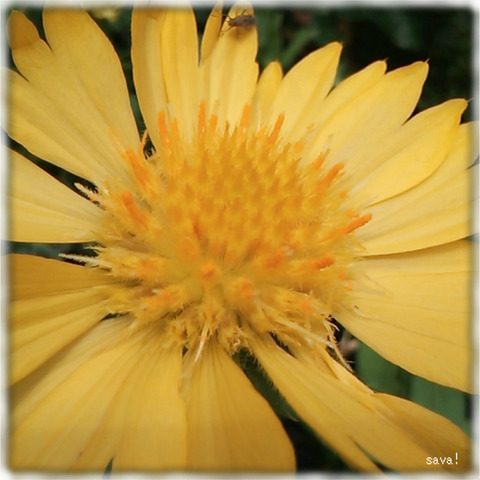 Asteraceae