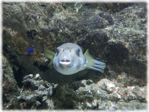 Tetraodontidae