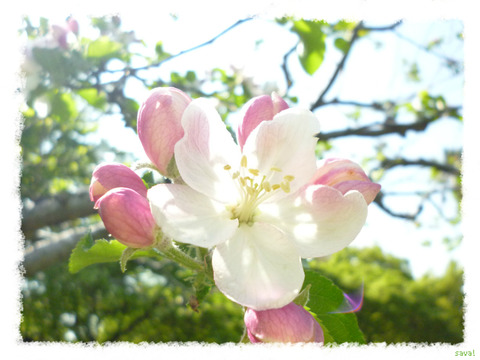リンゴ・ケントの花