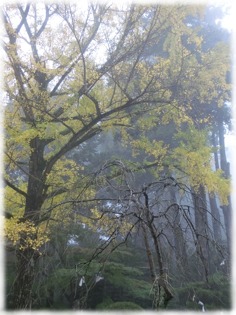 筑波山神社
