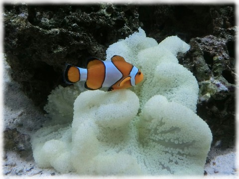 Amphiprion ocellaris