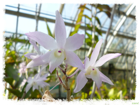 Dendrobium CV.Aoyama