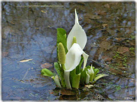 水芭蕉