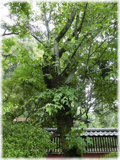 鷹見泉石記念館