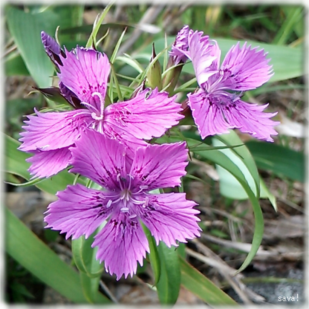 富山県 立山室堂 むろどう の花々 ｓａｖａ