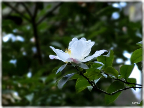 山茶花