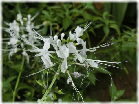 Orhosiphon aristatus?