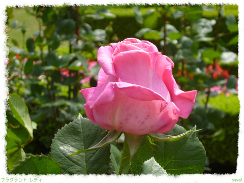 フラグラント レディ