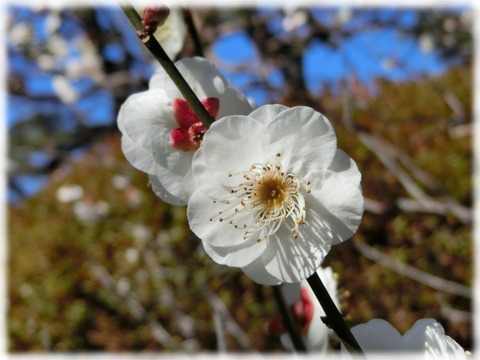 鴬の谷