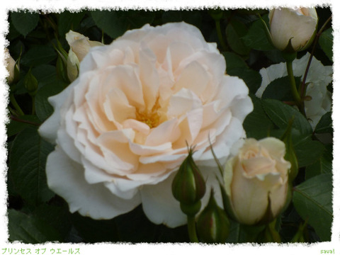 プリンセス オブ ウエールズ