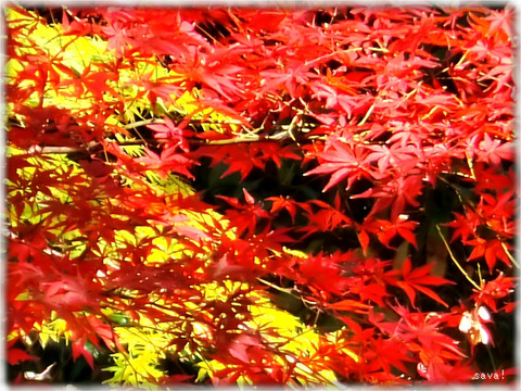東京都立神代植物公園_08