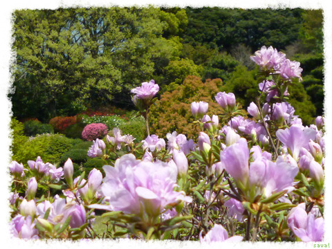 小石川植物園