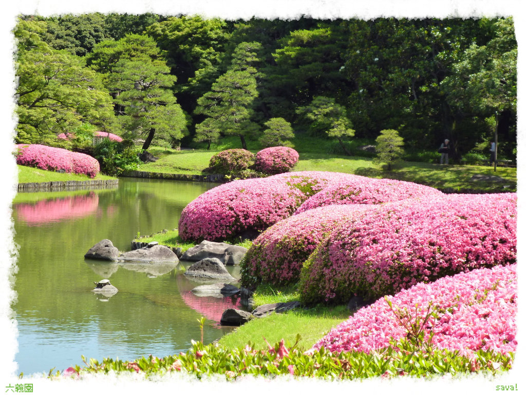 六義園で紫陽花が咲き始めていたよ sava 六義園で紫陽花が咲き始めていたよ sava
