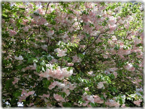 普賢象桜