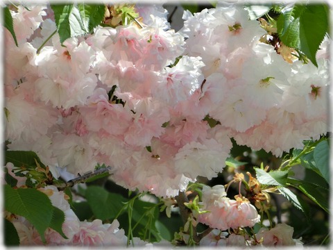 普賢象桜