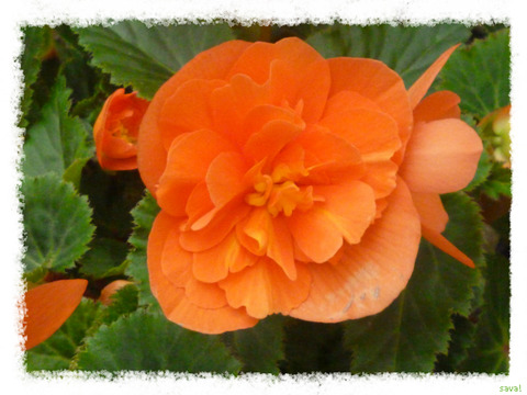 Begonia