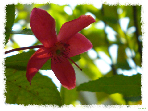 Saurauia pendula Blume