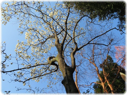 Magnolia