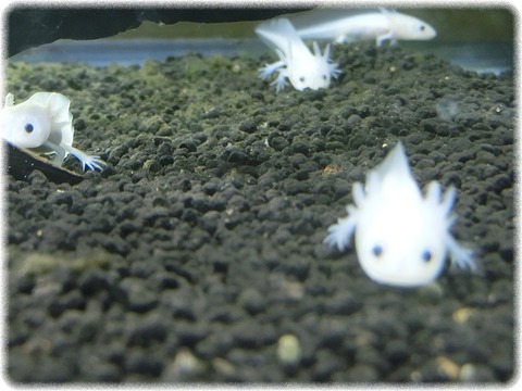 ウーパールーパー