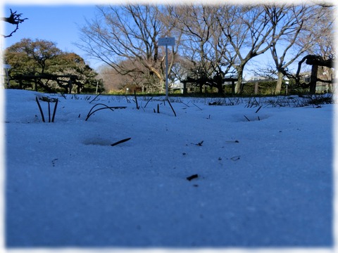 小石川植物園