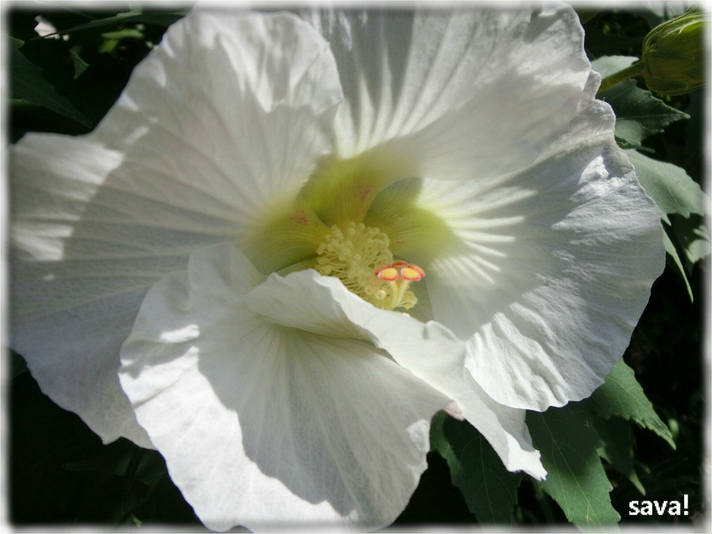 ファッション通信 で御馴染みの大内順子さんが他界されたとか ｓａｖａ