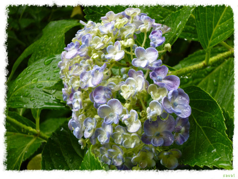 紫陽花