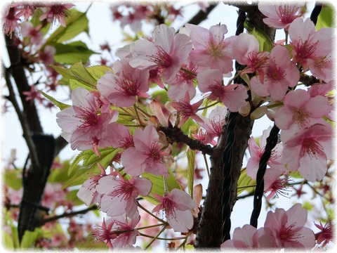 河津桜