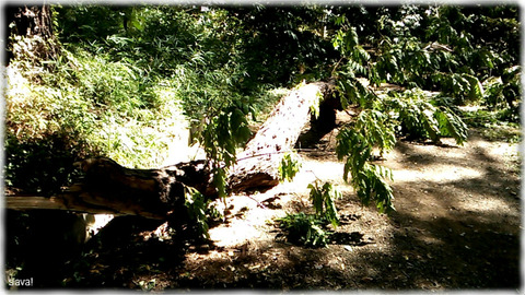 倒木_チャンチンモドキ(香椿擬)