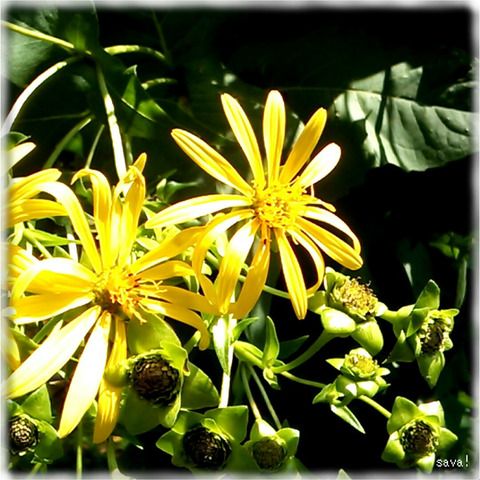 シカクヒマワリ