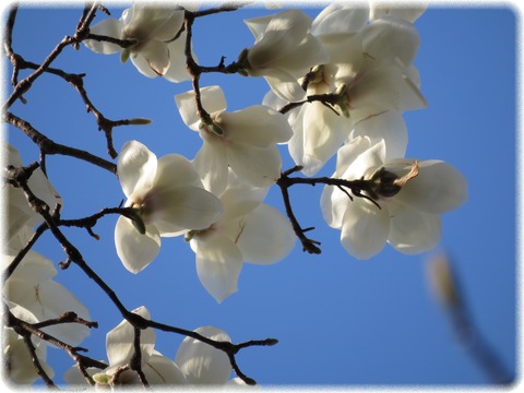 Magnolia