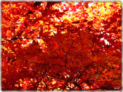 東京都立神代植物公園_02