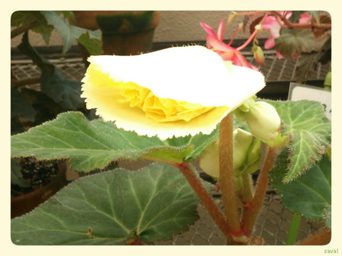 Begonia