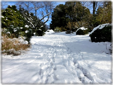小石川植物園