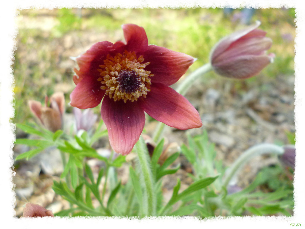 ユニークオキナグサ 花 言葉 すべての美しい花の画像