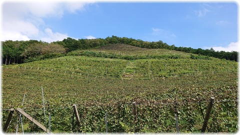 ココ・ファーム・ワイナリー