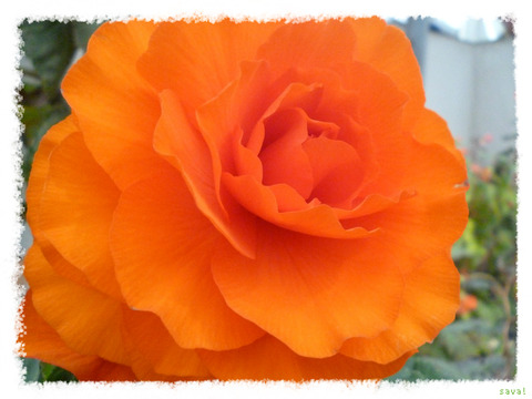 Begonia