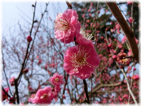 八重寒紅(やえかんこう)