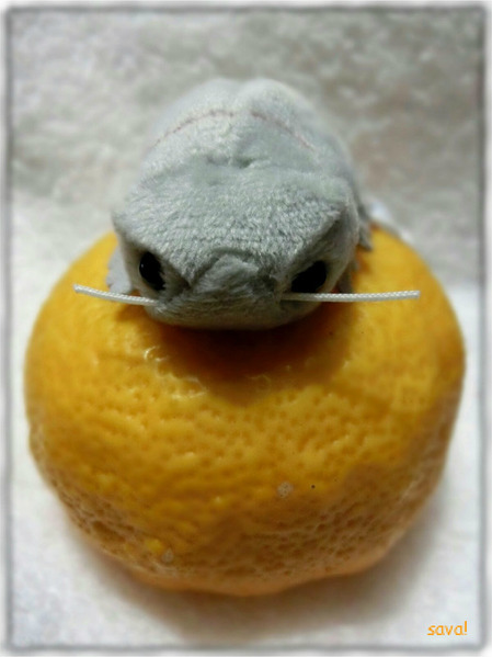 ゆずとダイオウグソクムシ2
