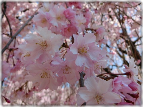 枝垂れ八重桜