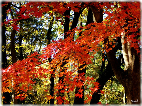 東京都立神代植物公園_04