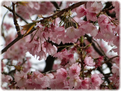 大寒桜