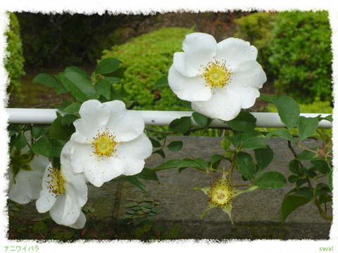 ナニワイバラ
