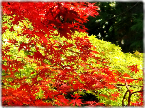 東京都立神代植物公園_09