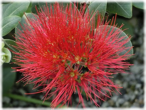 メトロシデロス・エクセルサ