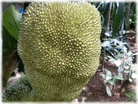 Artocarpus heterophyllus