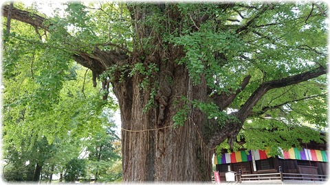 鑁阿寺