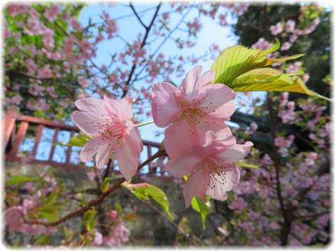 河津桜