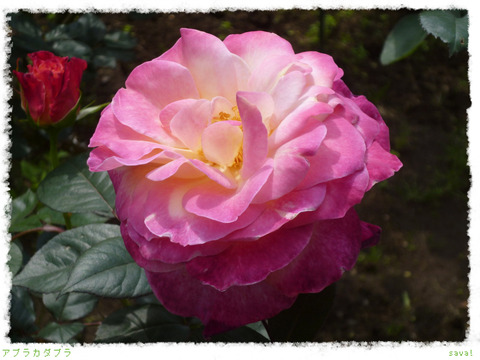 アブラカダブラ